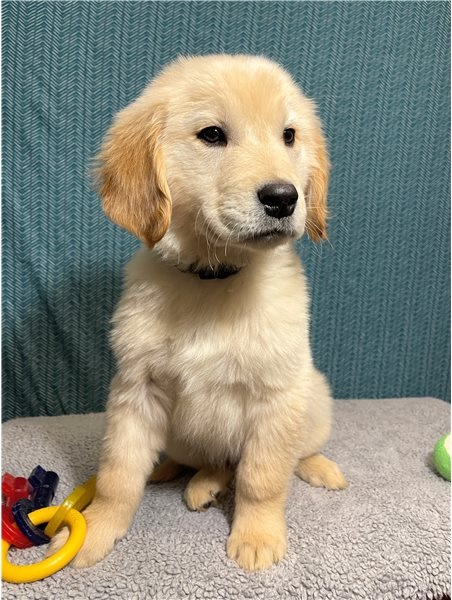 Excellence lovely Male and Female goldenretriver Puppies for adoption Image eClassifieds4u