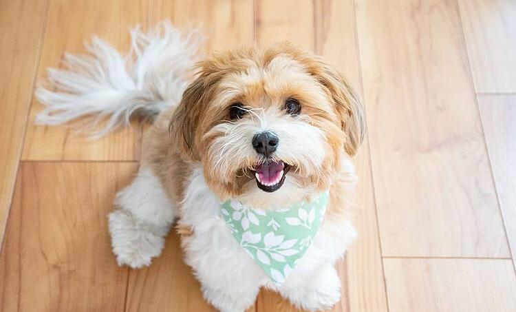 Excellence lovely Male and Female havanese Puppies for adoption Image eClassifieds4u
