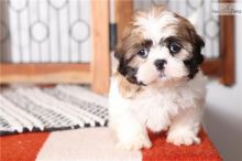 Excellence lovely Male and Female shih tzu Puppies for adoption Image eClassifieds4U