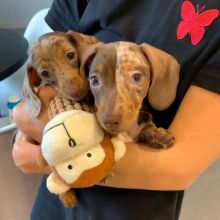 charming dachshund puppies for adoption (livingstonhark@gmail.com) Image eClassifieds4u 2