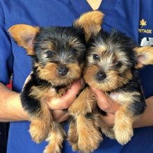 Cross Line Teacup Yorkie Ready And Available⨋⨊⨙⪓ Image eClassifieds4U
