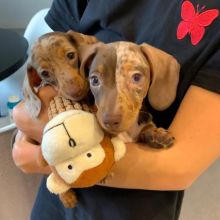 dachshund PUPPIES (livingstonhark@gmail.com) Image eClassifieds4u 2