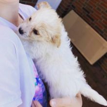 Adorable cavapoo puppies for adoption