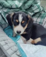 Adorable Wesh corgi puppies for free adoption