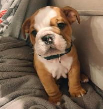 Cute Male and Female English Bulldog Puppies Up for Adoption...