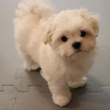 Cute Male and Female Maltese Puppies Up for Adoption...