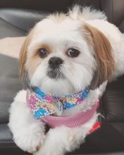 lovely shit tzu puppies for adoption