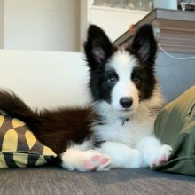 Smart border collie puppies for free adoption