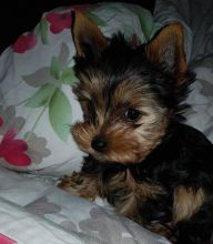 smart teacup yorkie puppies for adoption.