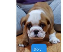 sweet Eglish bulldog puppies for free adoption