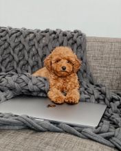 Well trained Male and Female Toy Poodle Puppies Up for Adoption...