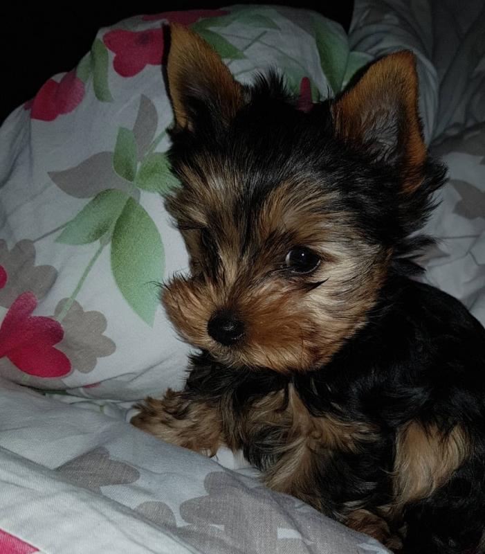 smart teacup yorkie puppies for adoption. Image eClassifieds4u