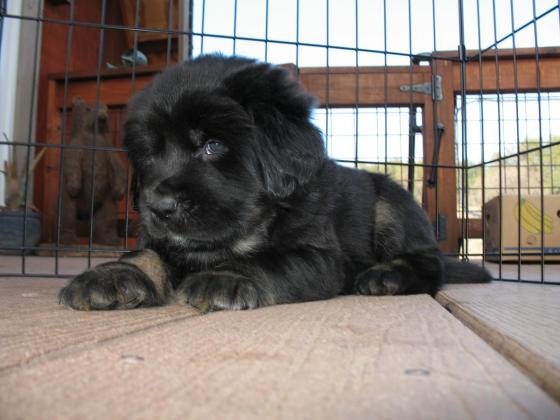 100% purebred Tibetan Mastiff Puppies Email us at yoladjinne@gmail.com Image eClassifieds4u