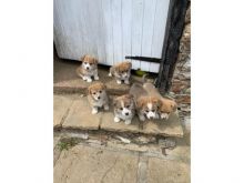 fbgjuyk Pembroke Welsh Corgi