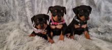 10 weeks old Miniature Pinscher Puppies For Sale Email us at yoladjinne@gmail.com