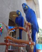 12 Months Old Hyacinth Macaw Parrots For Sale