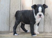 Adorable Boston Terrier pups ready to go to a loving family Email us at yoladjinne@gmail.com