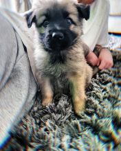 Adorable Male German Shepherd Puppy Up For Adoption