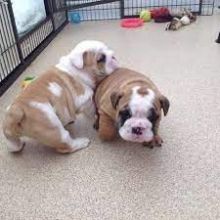 ahtn English Bulldog puppies