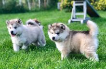 Alaskan Malamute For Sale Email us at yoladjinne@gmail.com