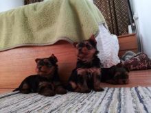 awf Cute Yorkie Puppies Available