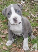 Beautiful Pitbull Pups available and ready to go Email us at yoladjinne@gmail.com