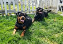 Beautiful Rottweiler for sale Email us at yoladjinne@gmail.com