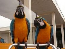 Blue & Gold Macaw