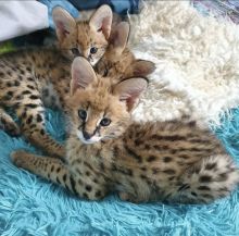 cdvf savannah kittens