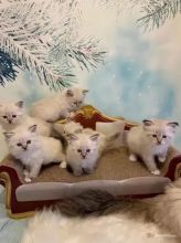 czvfb csgh Cute Siberian Kittens