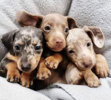 degrtuy Dachshund puppies