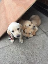 Golden labrador retriever male and female puppy Email us at yoladjinne@gmail.com