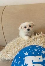 Healthy Maltese Puppies Available