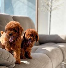 kyli, Toy poodle puppies