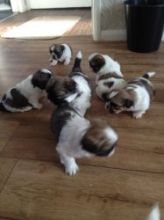 njyk Beautiful Registered Shih Tzu Puppies