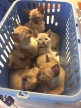 Quality Burmese Kittens