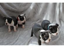 seg Beautiful Kc Reg Boston Terrier puppies