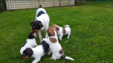 Stunning Traditional Jack Russell Pups seeking new homes Email us at yoladjinne@gmail.com