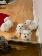 Teacup Maltese Puppies Needs a New Family Email us at yoladjinne@gmail.com