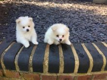 Teacup Pomeranian Puppies Available For New Homes Email us at yoladjinne@gmail.com