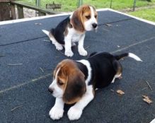 Tri-Color Beagle Puppies