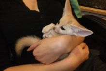vhb xdvfb Adorable Fennec Fox for Adoption