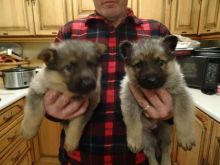 wfev Qualit German Shepherdy puppies.