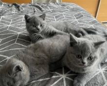 xfrg British short hair kittens