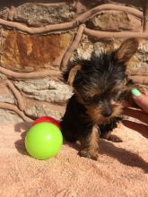 Yorkshire Terrier Puppies Email us at yoladjinne@gmail.com