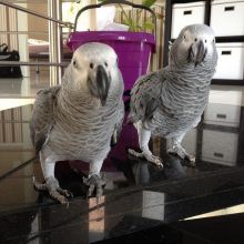 zadsf African Grey Parrots