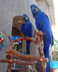 12 Months Old Hyacinth Macaw Parrots For Sale Image eClassifieds4u