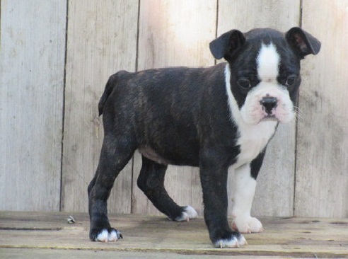 Adorable Boston Terrier pups ready to go to a loving family Email us at yoladjinne@gmail.com Image eClassifieds4u