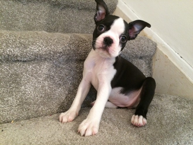 Adorable Boston Terrier pups ready to go to a loving family Email us at yoladjinne@gmail.com Image eClassifieds4u