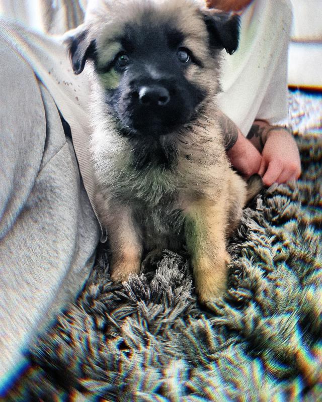 Adorable Male German Shepherd Puppy Up For Adoption Image eClassifieds4u